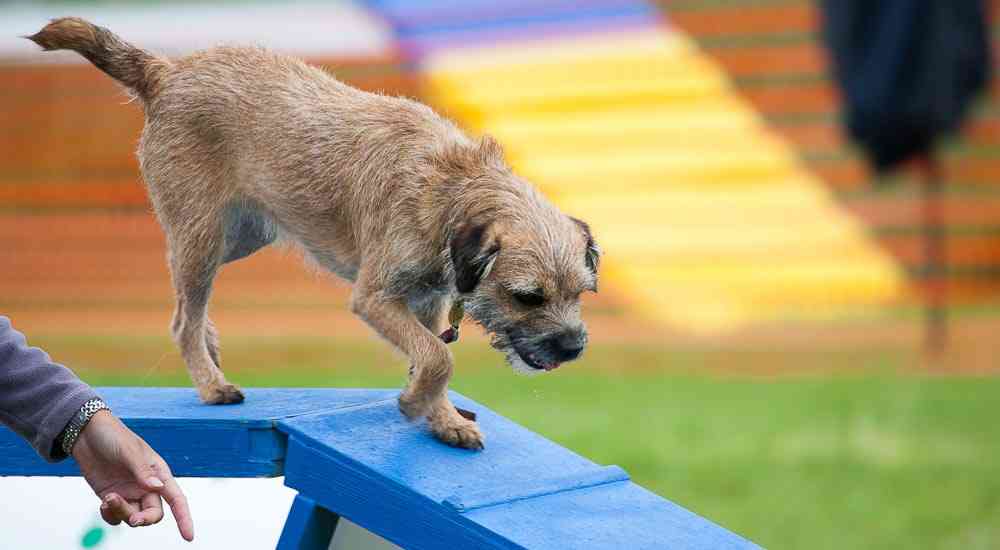Features of training terriers