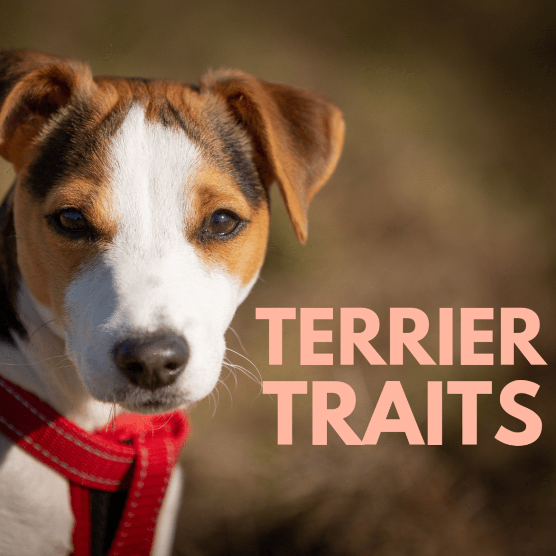 Features of training terriers