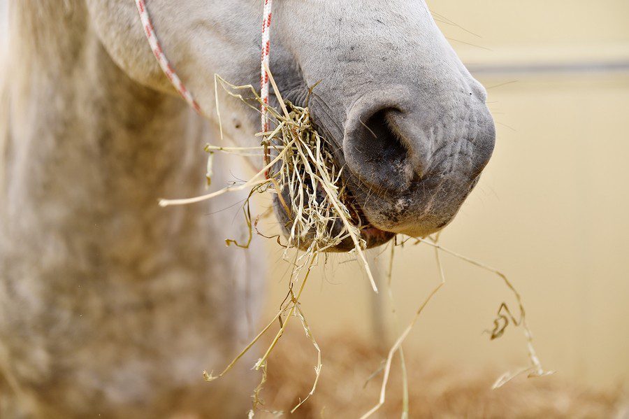 Feed additives for horses