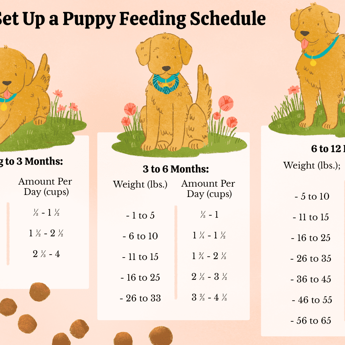 Feeding a puppy from 1 month