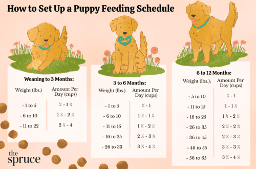 Feeding a puppy up to 1 month old