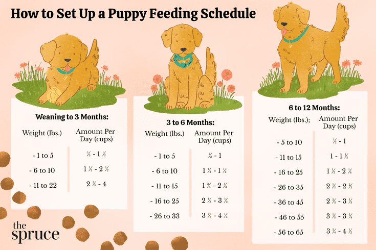 Feeding a puppy up to 1 month old