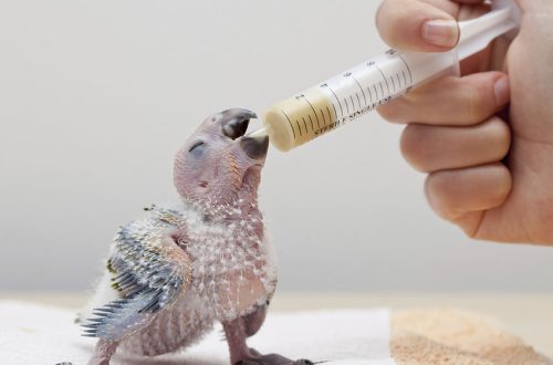 Feeding and caring for parrot chicks