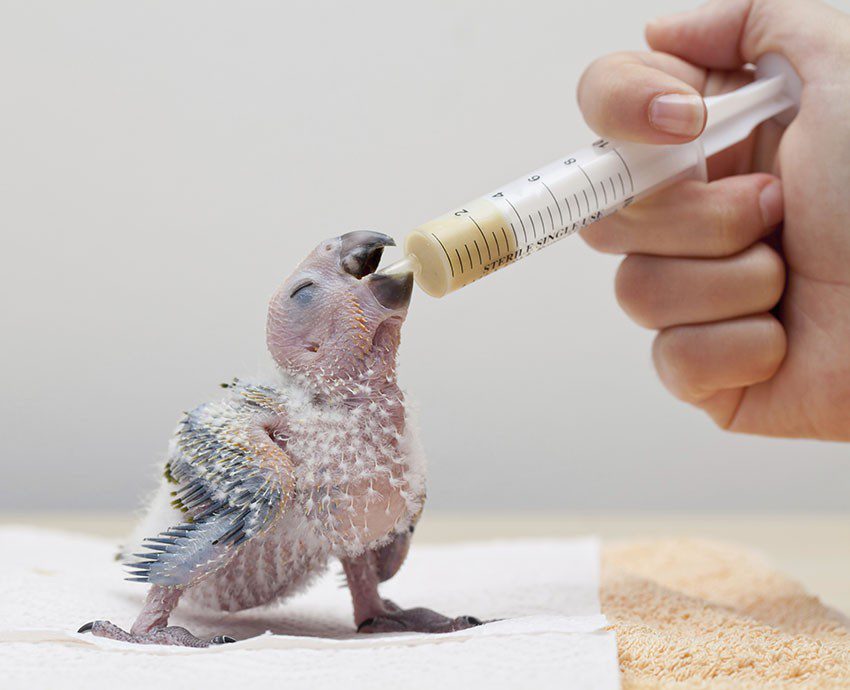 Feeding and caring for parrot chicks