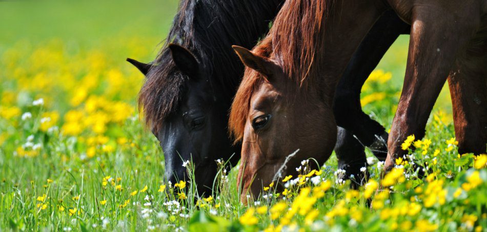 Feeding horses (diet)