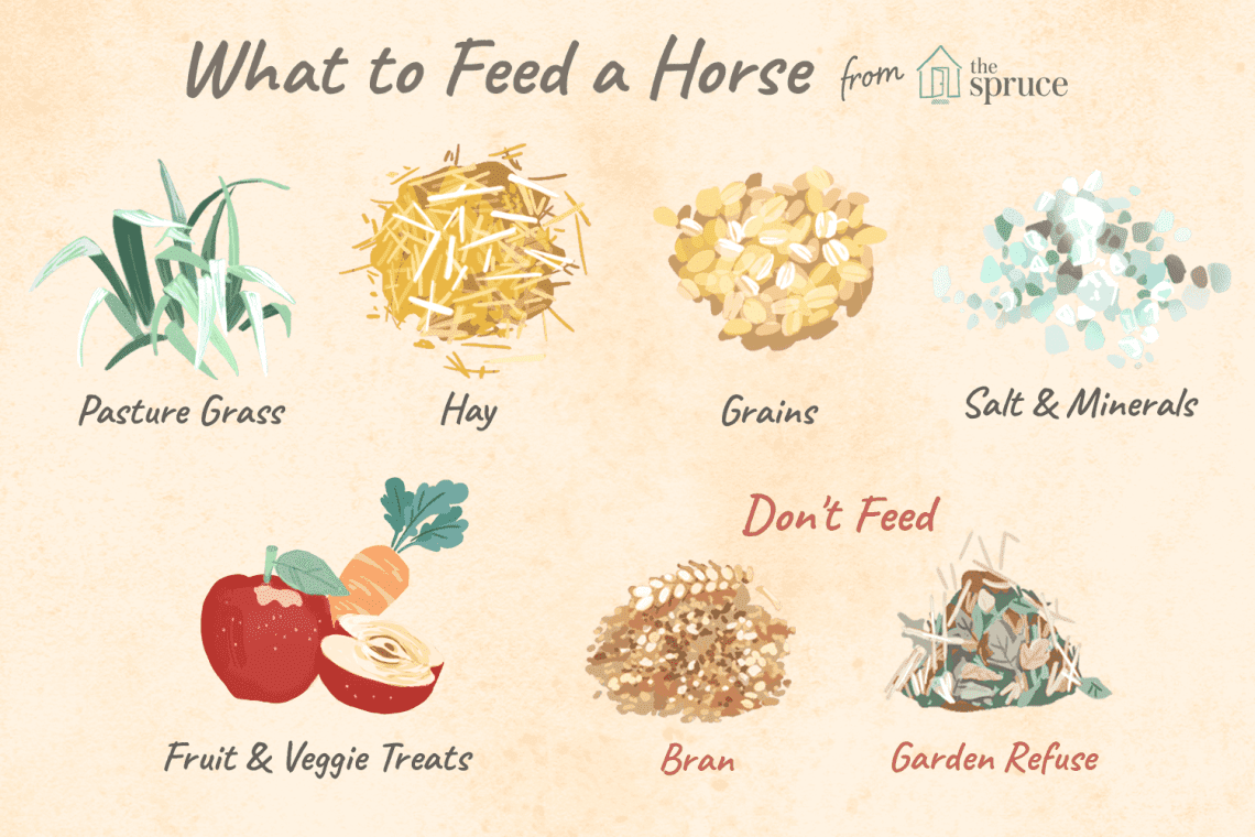 Feeding horses (diet)