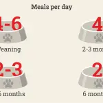 Feeding puppies from 2 months