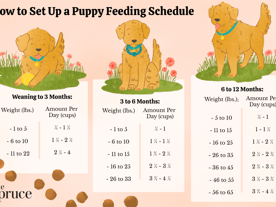 Feeding puppies from 3 months