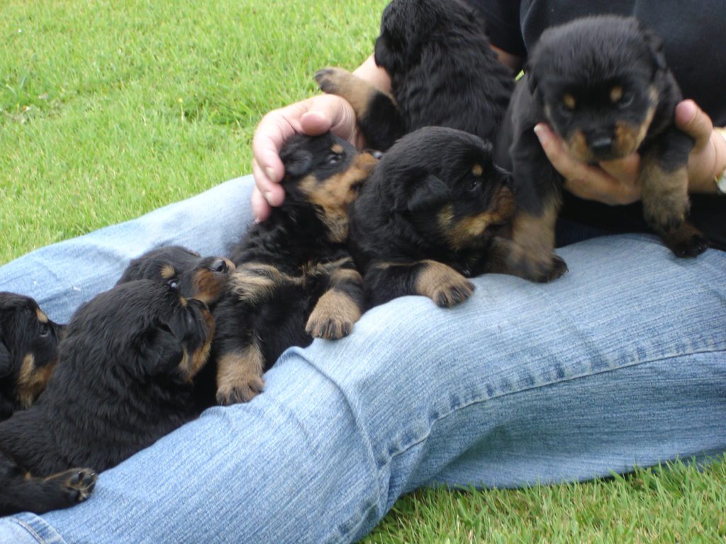 Feeding puppies from three weeks natural: scheme