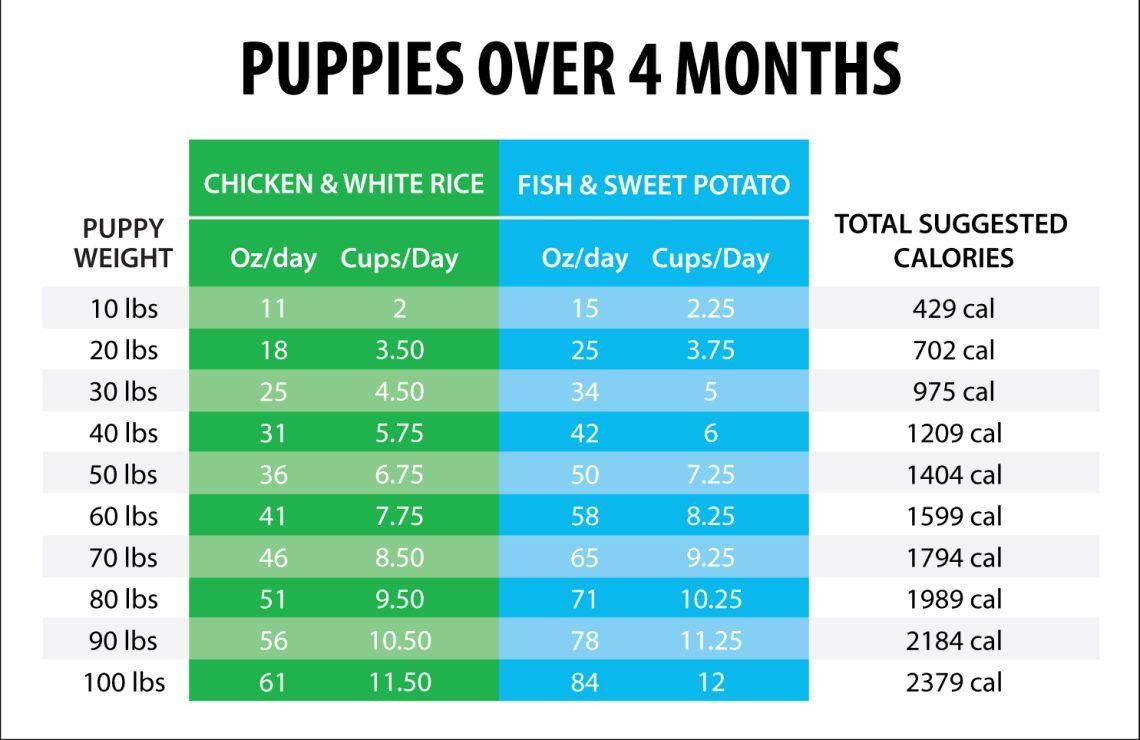 Feeding puppies from three weeks natural: scheme