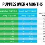 Feeding puppies from three weeks natural: scheme