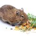 Are grain foods suitable for herbivorous pets?