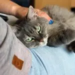 Felinotherapy