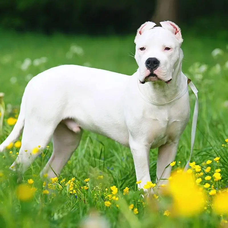 Dogo Argentino