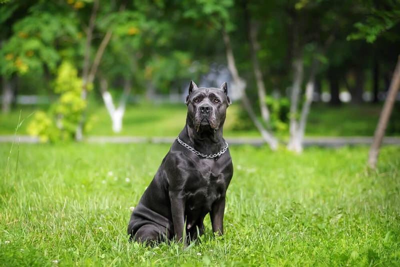 Fighting dogs: TOP-15 breeds