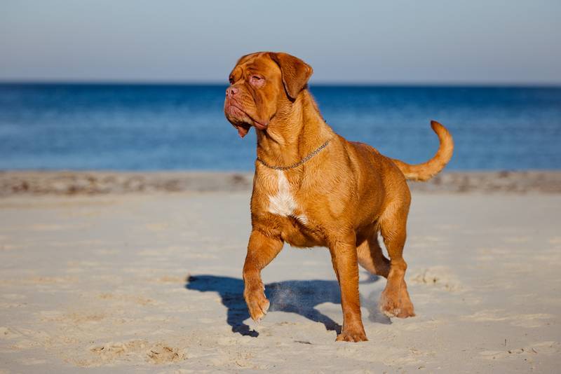 Fighting dogs: TOP-15 breeds