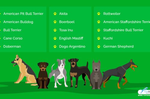 Մարտական ​​շներ՝ TOP-15 ցեղատեսակներ