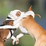 Fighting dominance in dogs: is there any benefit?