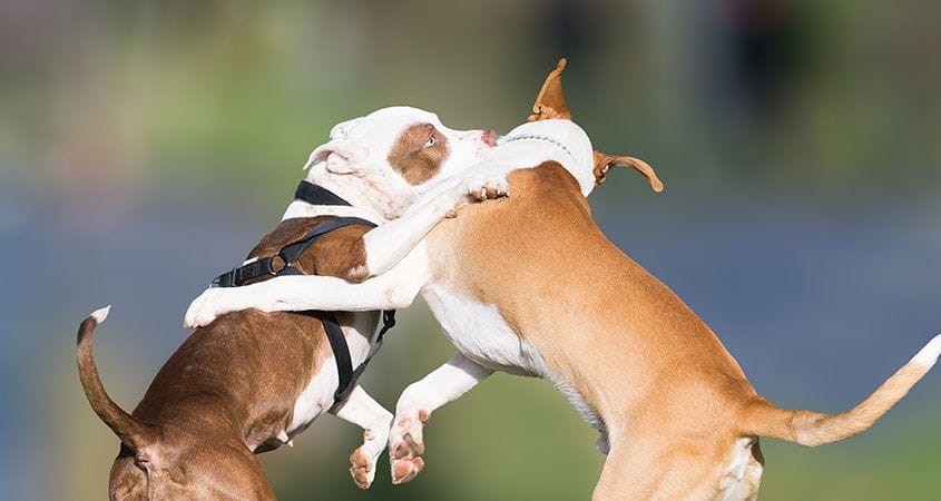Fighting dominance in dogs: is there any benefit?