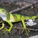 Desert iguana