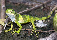 Fijian iguana