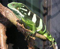 Fijian iguana