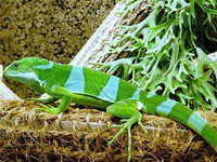 Fijian iguana