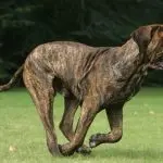 Fila Brasileiro