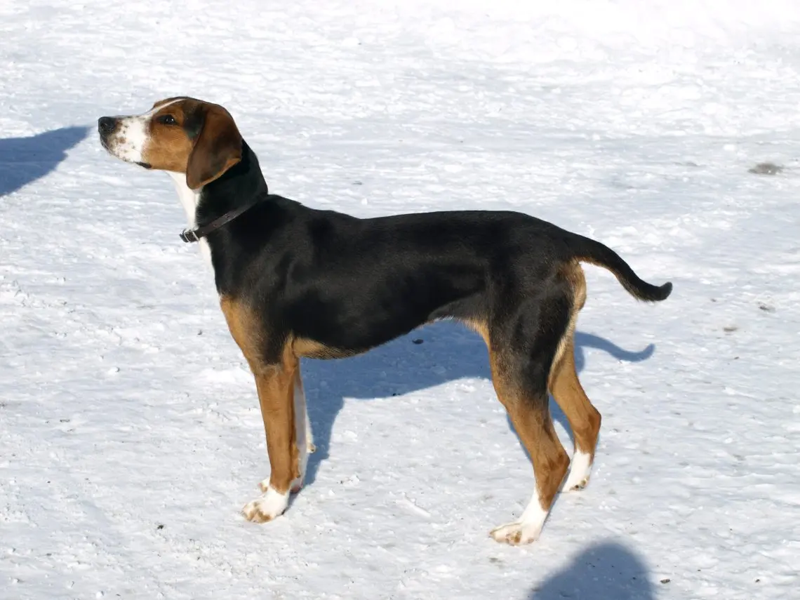 Finnish Hound