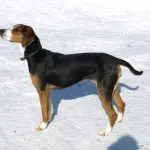 Finnish Hound