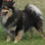 Finnish Lapphund