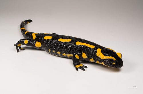 Fire salamander (Salamandra salamandra)
