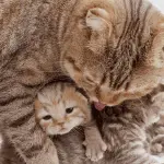 First birth of a cat