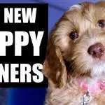 First puppy training