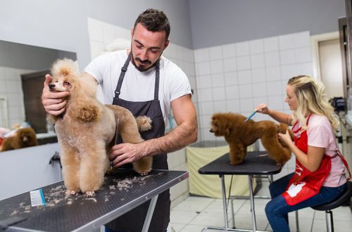 First trip to the groomer: how to prepare?