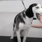 First visit to the groomer