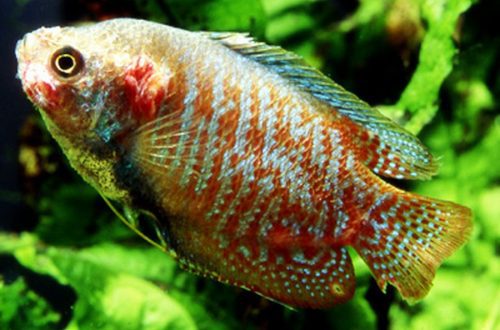 Fish tuberculosis (mycobacteriosis)