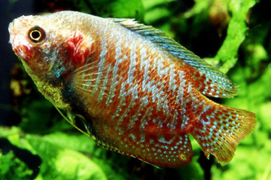 Fish tuberculosis (mycobacteriosis)