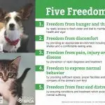 Five freedoms of the dog