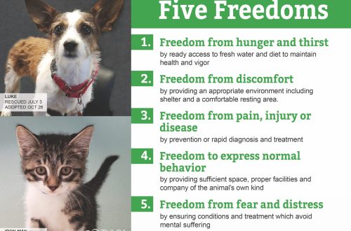 Five freedoms of the dog