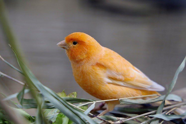Five of the best birds to keep in an apartment
