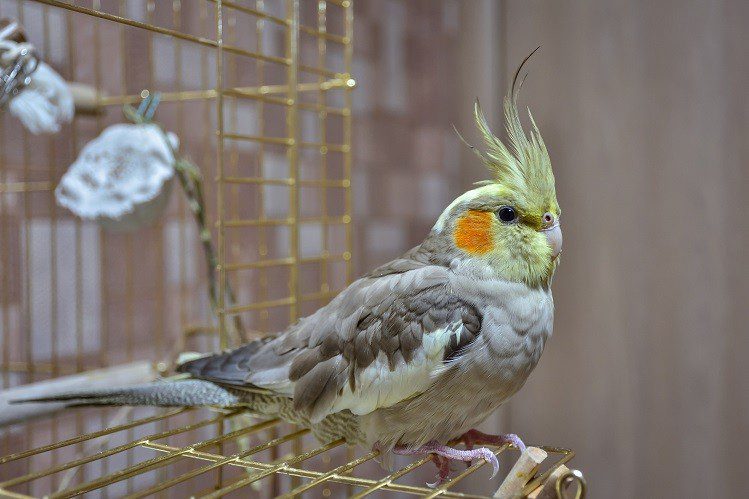 Five of the best birds to keep in an apartment