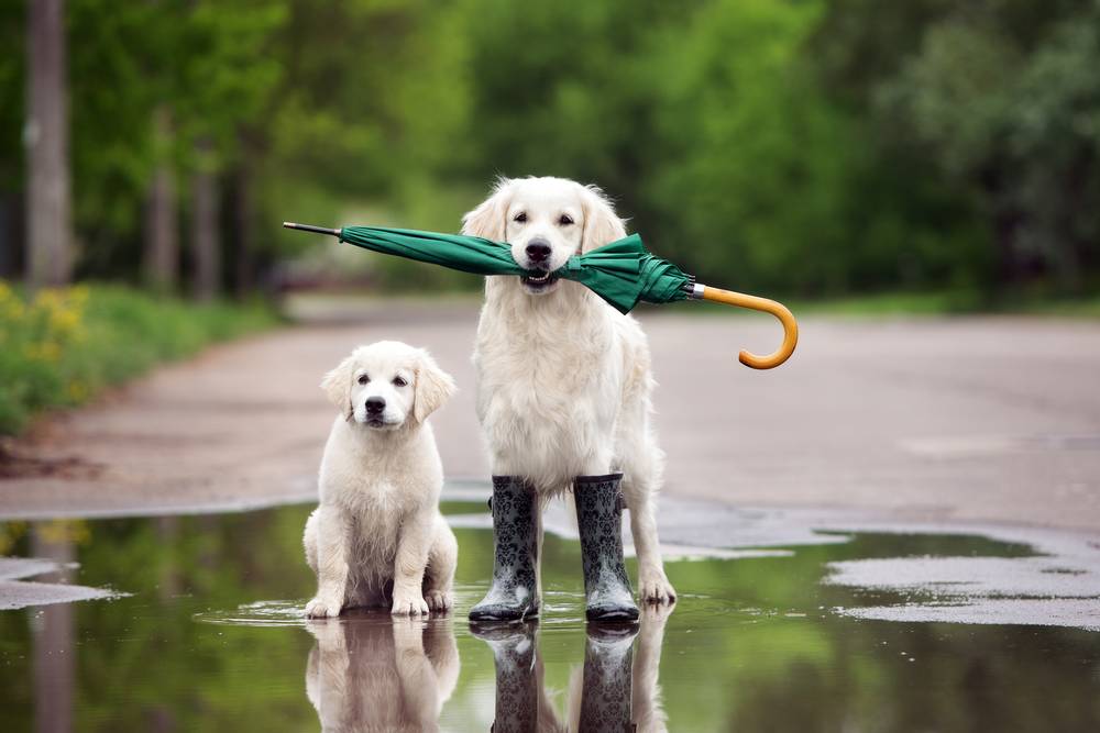Five ways to keep your dog entertained on a rainy evening