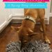 10 gifts for a dog that has everything