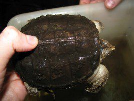 Fixing, measuring and weighing turtles