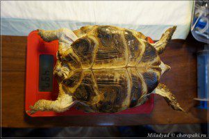 Fixing, measuring and weighing turtles