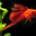 Lyretail swordtail