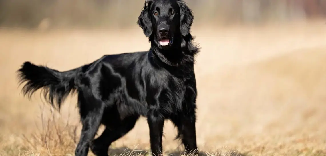 Flat Coated Retriever