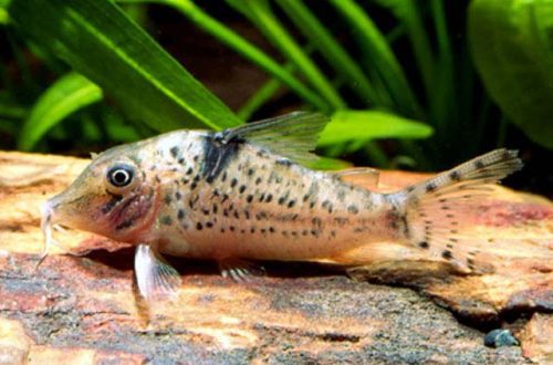 Flea catfish