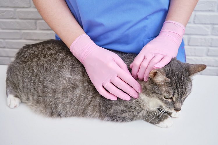 Flea dermatitis: what is it and how to treat it